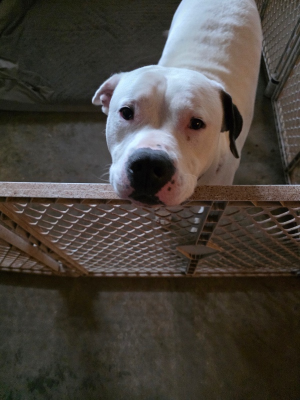 Israel-Greenwood IN – Deaf Dogs Rock