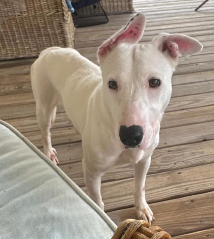 Harper – TX – Deaf Dogs Rock