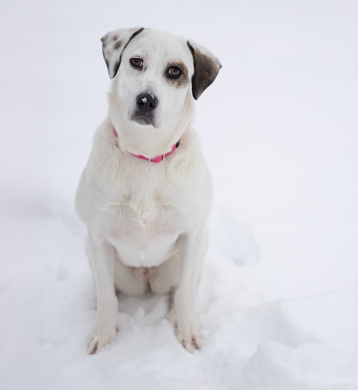 Emma – MN – Deaf Dogs Rock