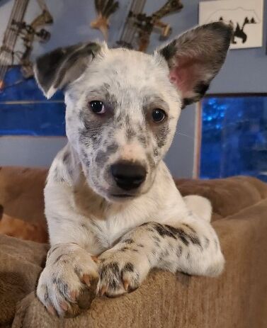 Walter- WA – Deaf Dogs Rock