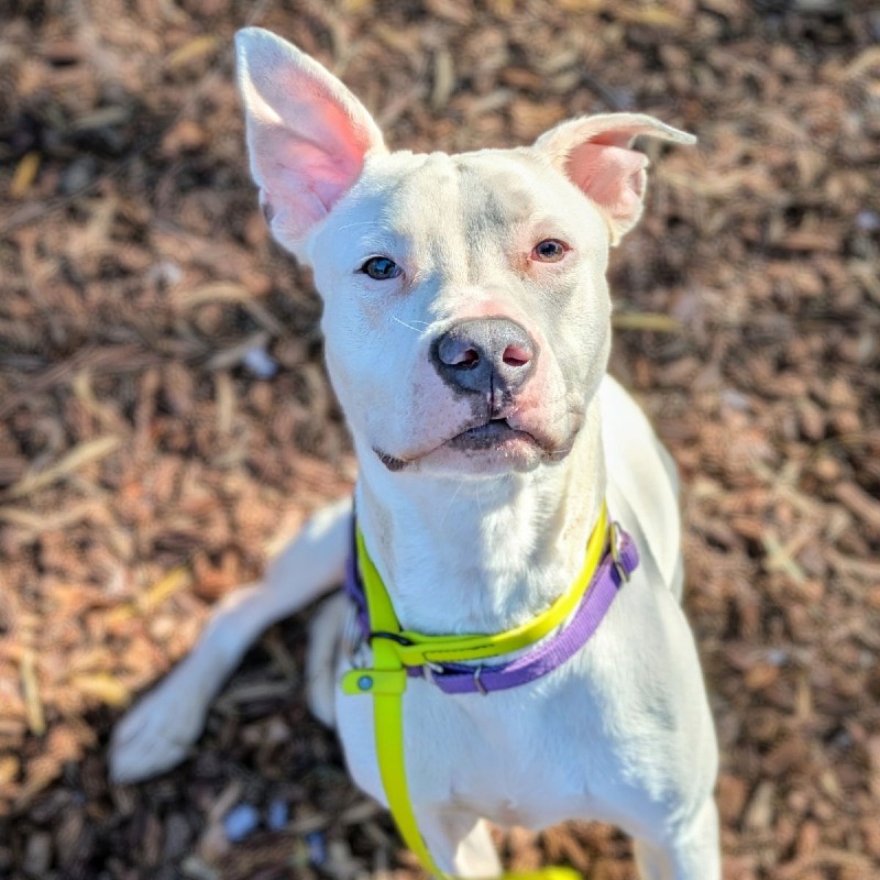 Lucky Charms – CA – Deaf Dogs Rock