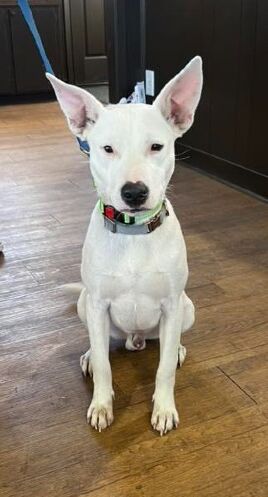 Kringle – TX – Deaf Dogs Rock
