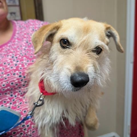 Gus – MA – Deaf Dogs Rock