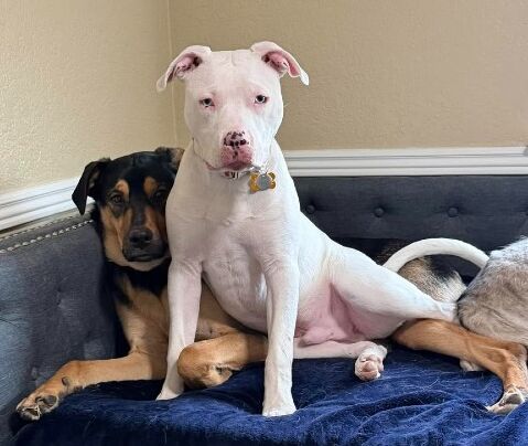 Orion – CO – Deaf Dogs Rock