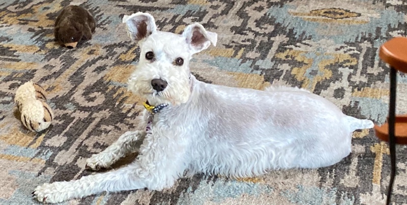 Billy-TX – Deaf Dogs Rock