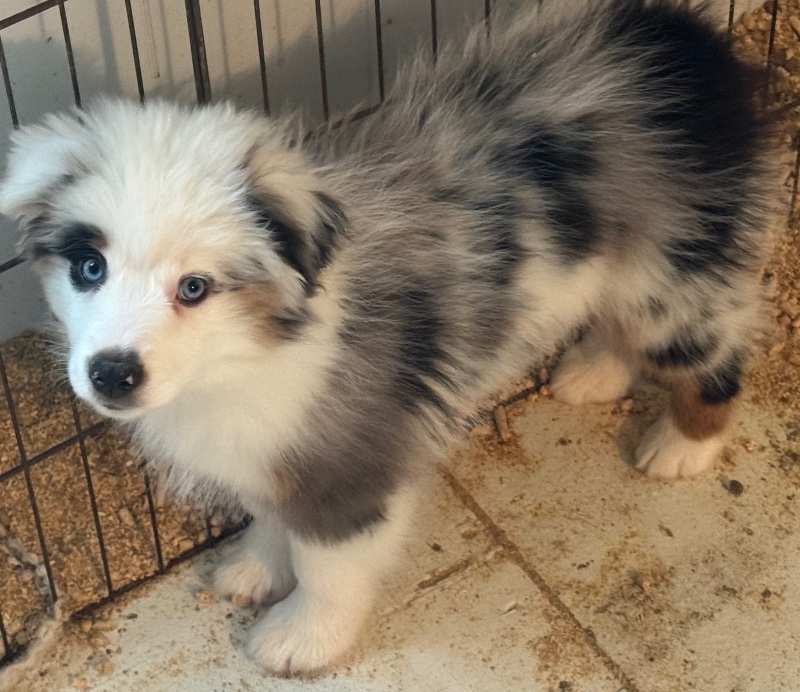 Poppy – OR – Deaf Dogs Rock