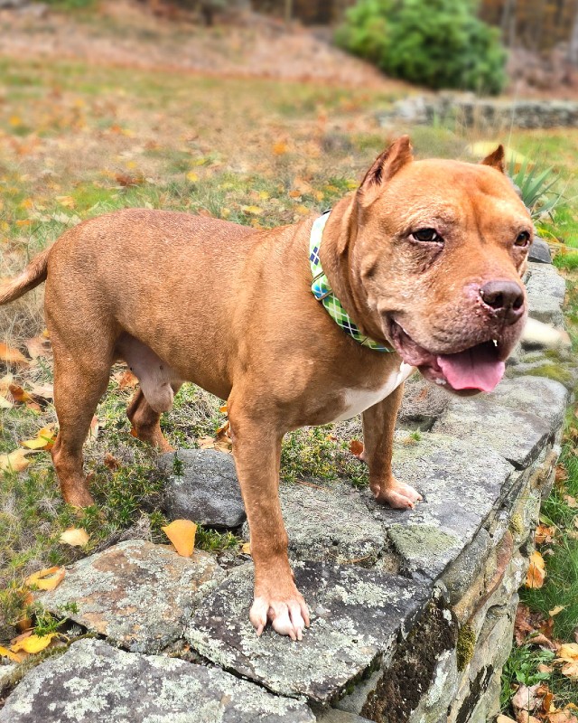 Mr. Wonderful – MA – Deaf Dogs Rock