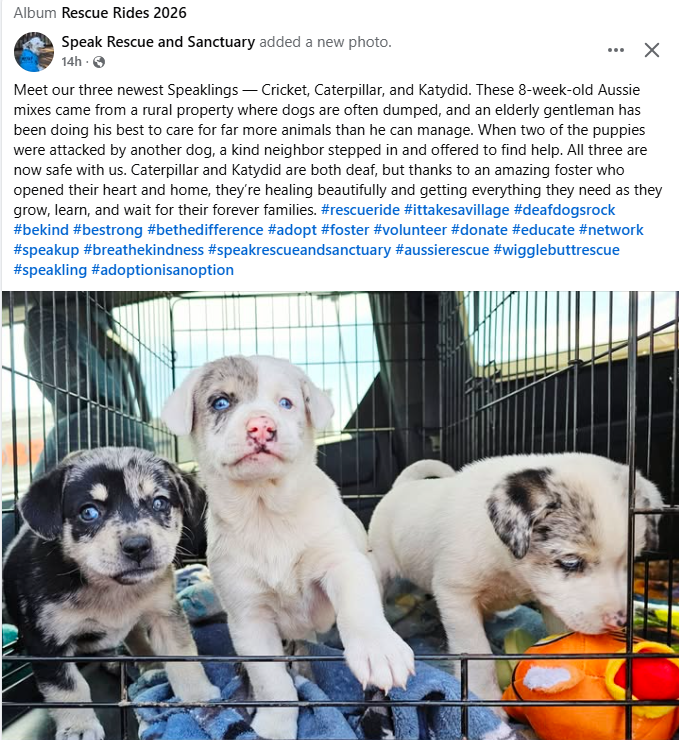 April 2026 Rocker Puppy-Dog Rescue Sponsorship Recaps – Deaf Dogs Rock