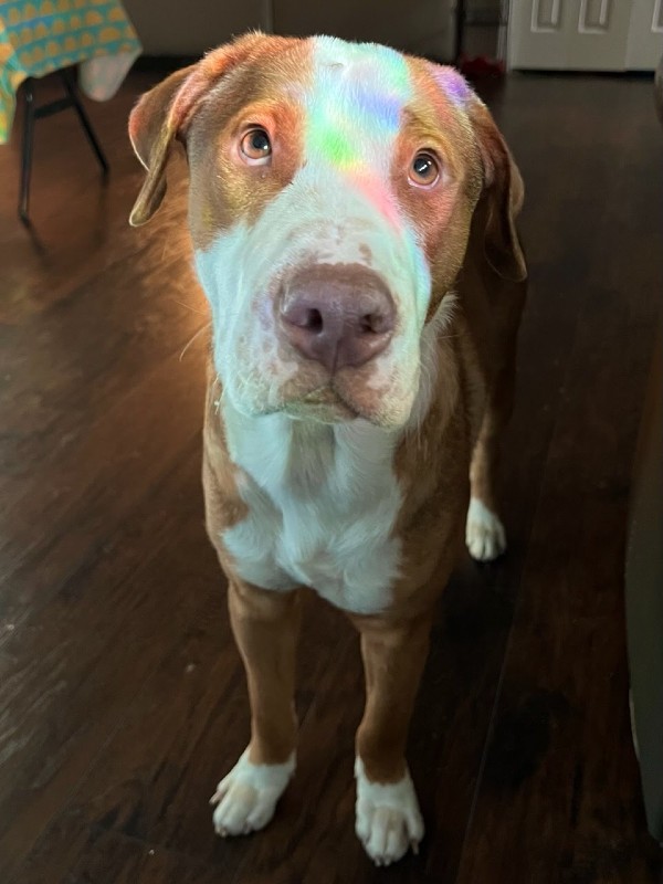 Buster – TX – Deaf Dogs Rock