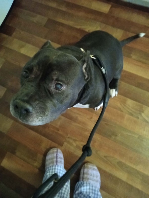 Tyson-WA – Deaf Dogs Rock