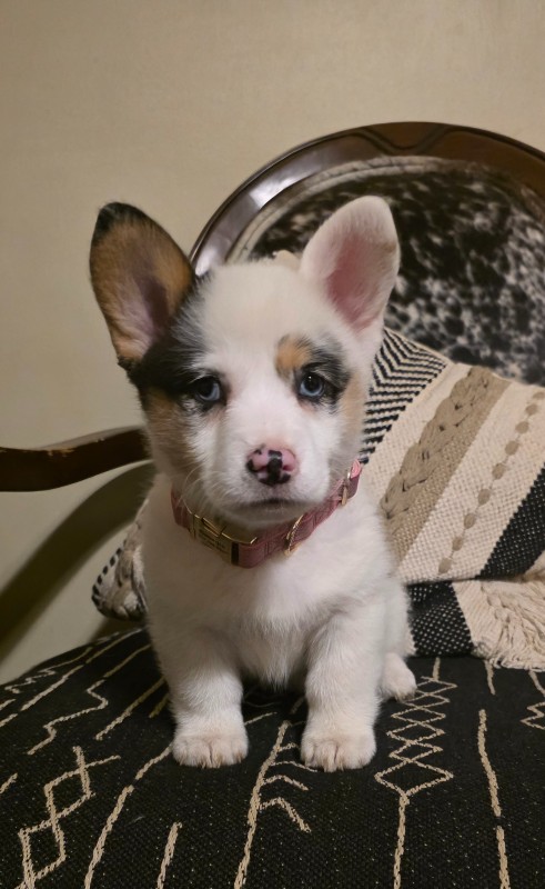 Georgia – IN – Deaf Dogs Rock