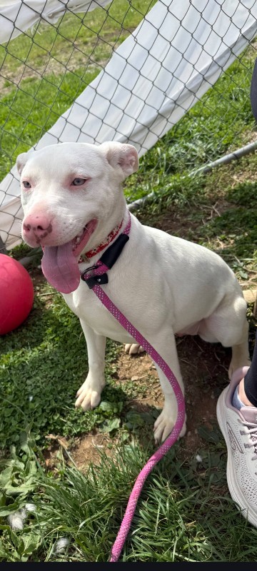 Pearl- KY – Deaf Dogs Rock