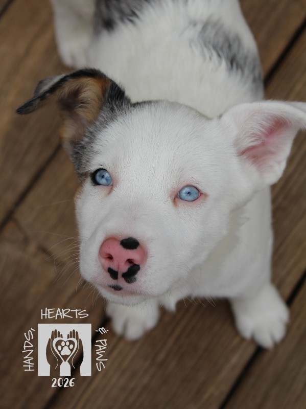 Wyatt Earp – NE – Deaf Dogs Rock