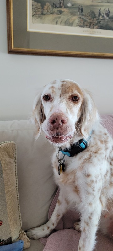 Patchee – AZ – Deaf Dogs Rock