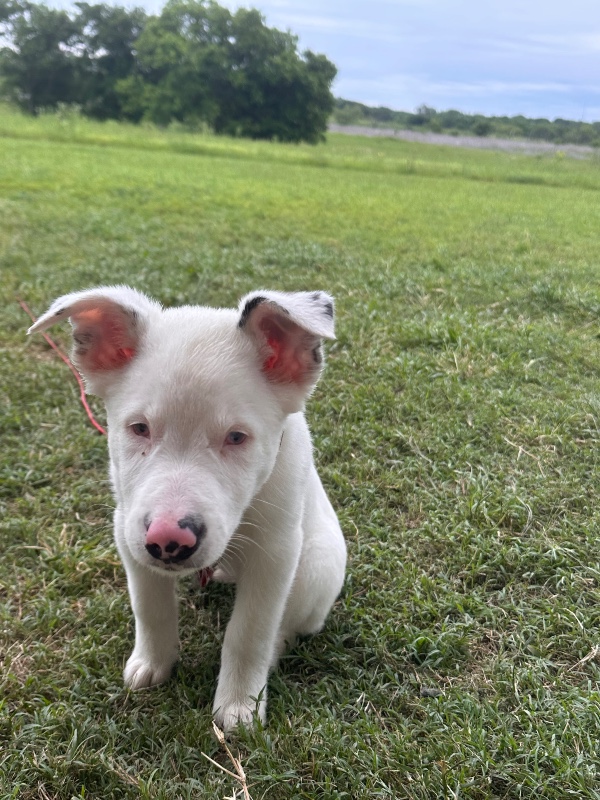 Tila-TX – Deaf Dogs Rock