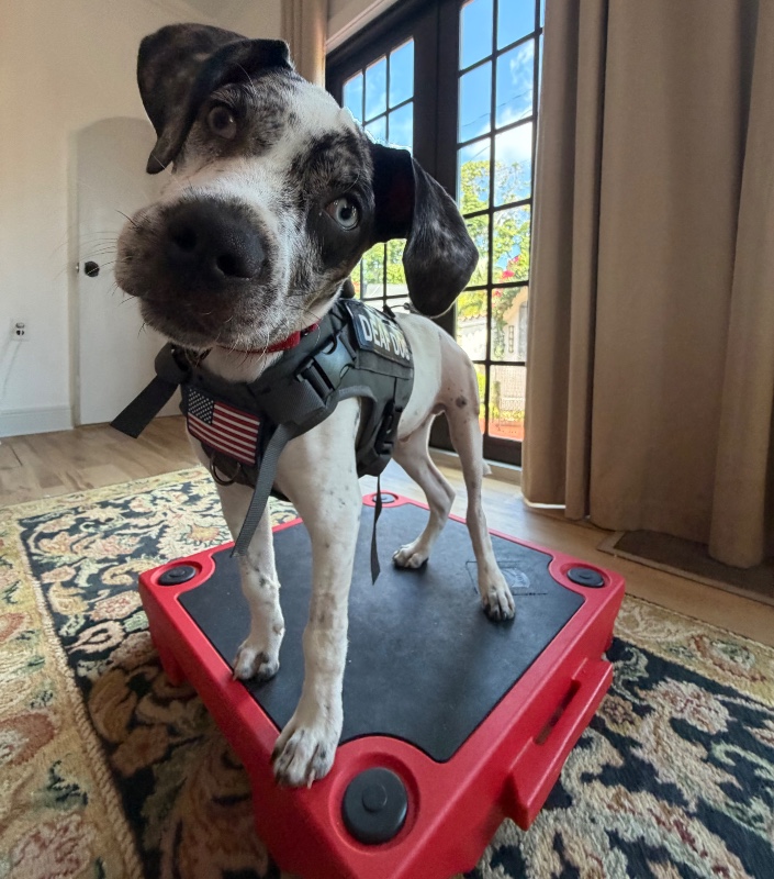 Oakley -FL – Deaf Dogs Rock