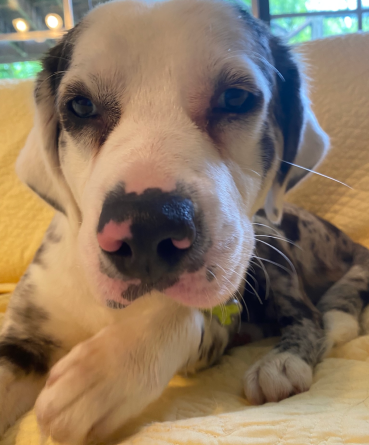 Angel-LA – Deaf Dogs Rock