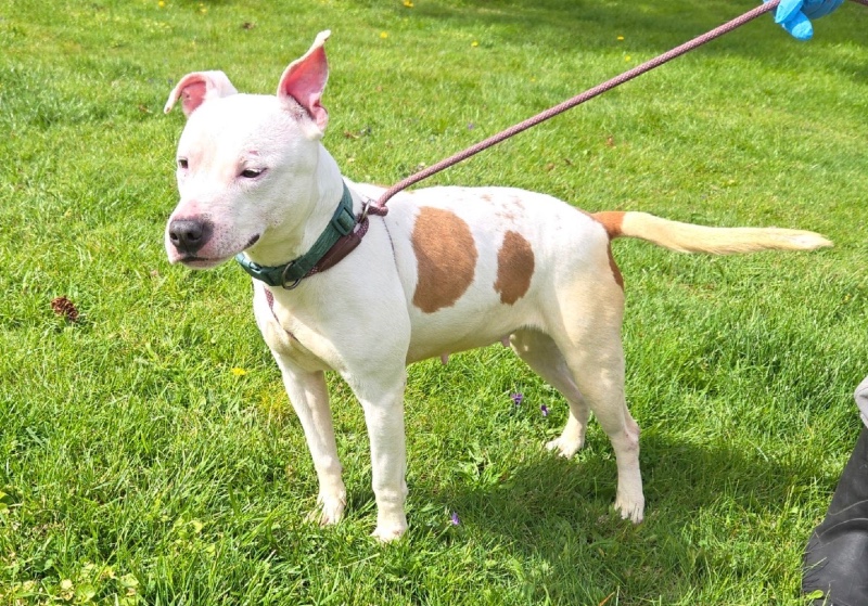 Bubblegum-NJ – Deaf Dogs Rock