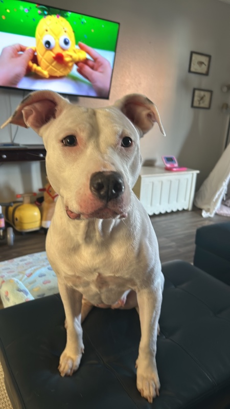 Maddie -TX – Deaf Dogs Rock