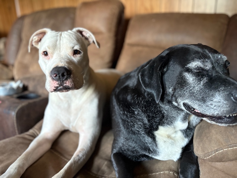 Beethoven-WV – Deaf Dogs Rock