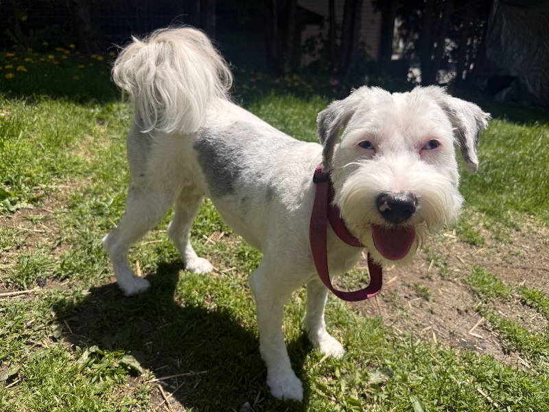 Tucker – PA – Deaf Dogs Rock