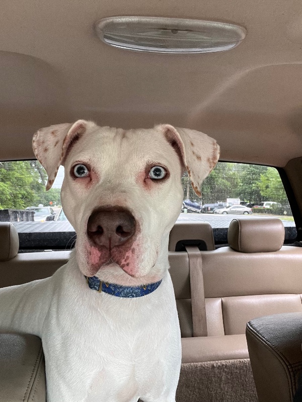 Aspen- FL – Deaf Dogs Rock
