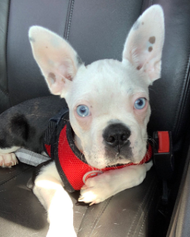 Seth -TX – Deaf Dogs Rock
