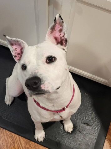 Ursula – South Carolina – Deaf Dogs Rock