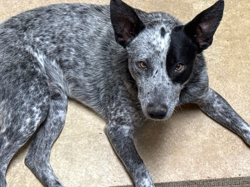 Kewl – MI – Deaf Dogs Rock