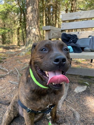 Tucker- Mass – Deaf Dogs Rock
