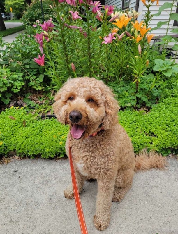 Ernie – MI – Deaf Dogs Rock