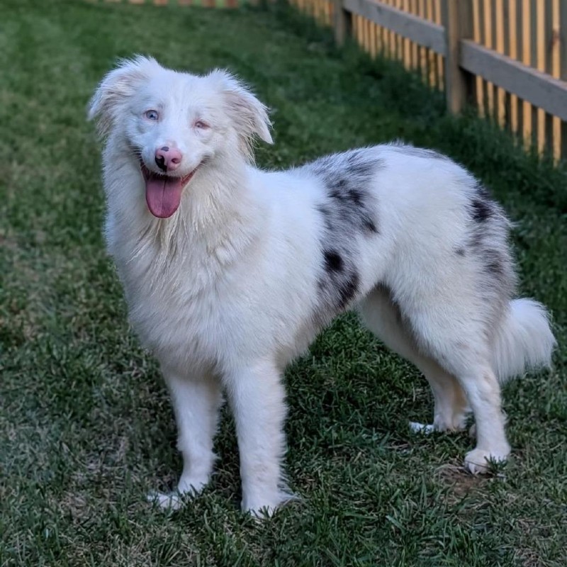 Emmie – MD – Deaf Dogs Rock