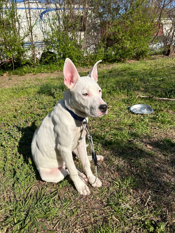 Buddy – Fl – Deaf Dogs Rock Buddy – Fl – Deaf Dogs Rock