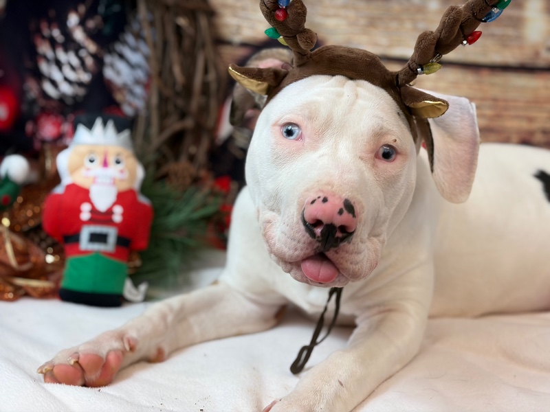 Smokey – CA – Deaf Dogs Rock