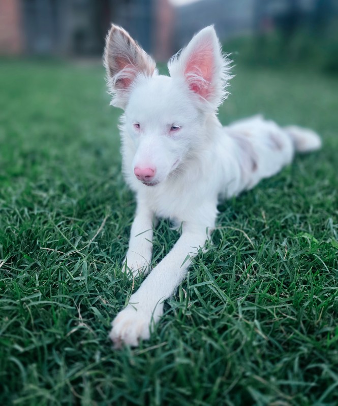 Evie – TX – Deaf Dogs Rock