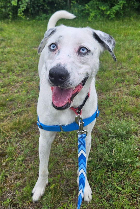 Loki – NH – Deaf Dogs Rock Loki – NH – Deaf Dogs Rock