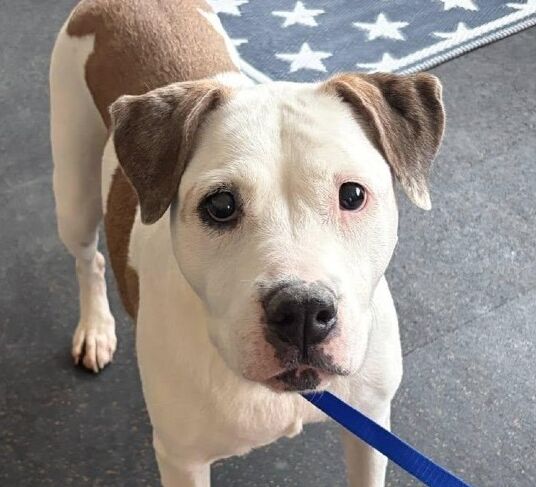 Nyla – IL – Deaf Dogs Rock