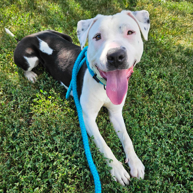 Pez – IA – Deaf Dogs Rock