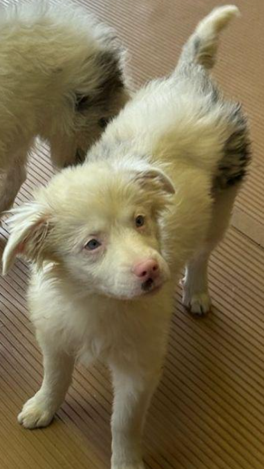 BINDI – OH – Deaf Dogs Rock