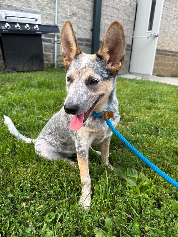 Catalina – MO – Deaf Dogs Rock