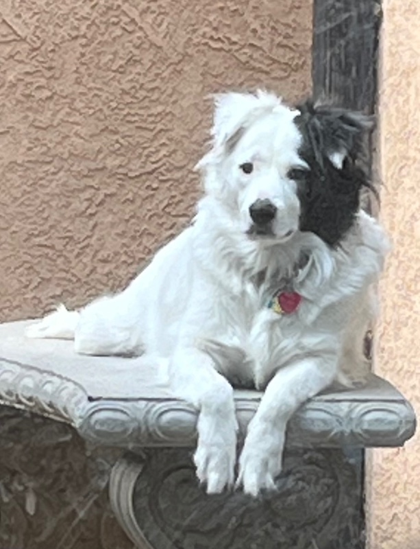 MILO – VA – Deaf Dogs Rock