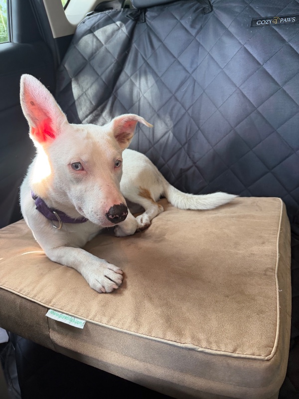 Ruby – Florida – Deaf Dogs Rock