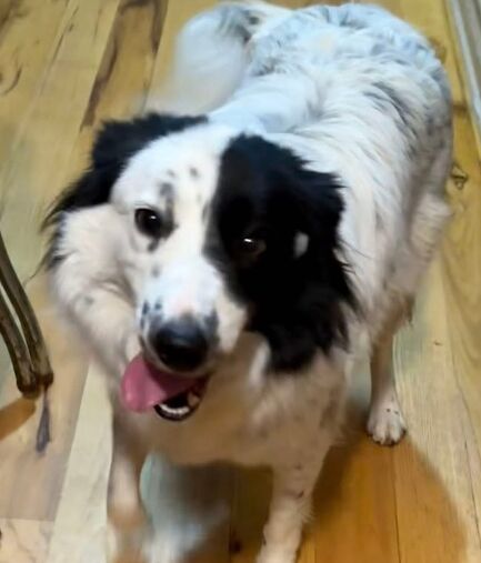 Whisper-Ky – Deaf Dogs Rock
