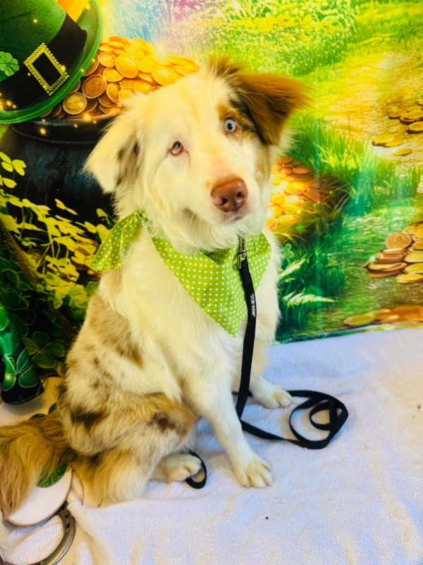 Rango -KY – Deaf Dogs Rock