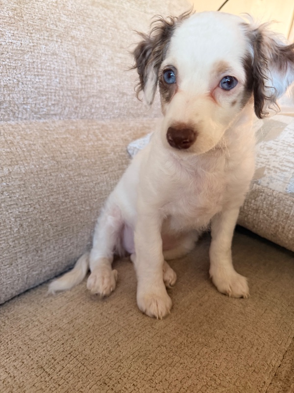 Kristen – FL – Deaf Dogs Rock
