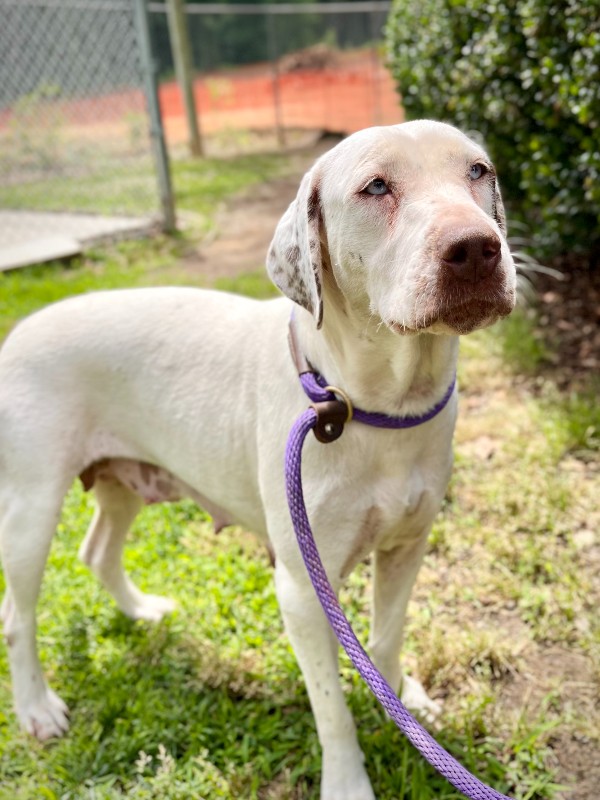 Milly – NC – Deaf Dogs Rock Milly – NC – Deaf Dogs Rock