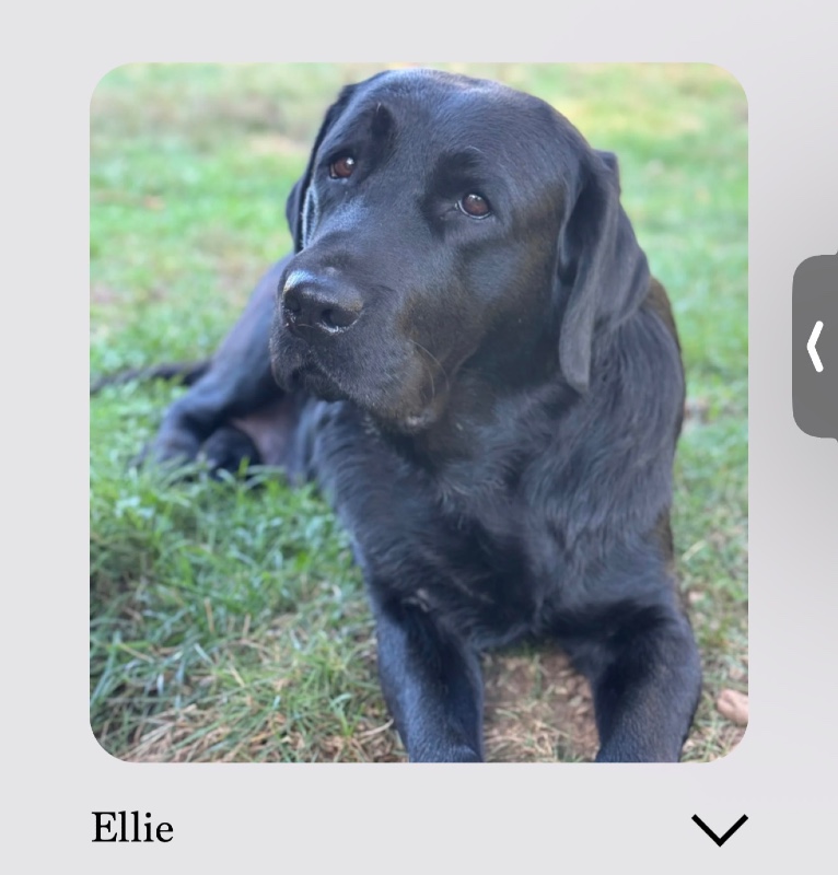 Ellie – CT – Deaf Dogs Rock