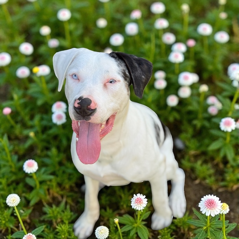 Buster – CT – Deaf Dogs Rock