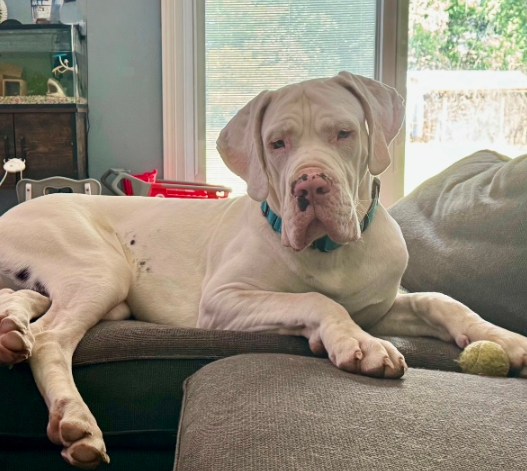 Raider – Michigan – Deaf Dogs Rock