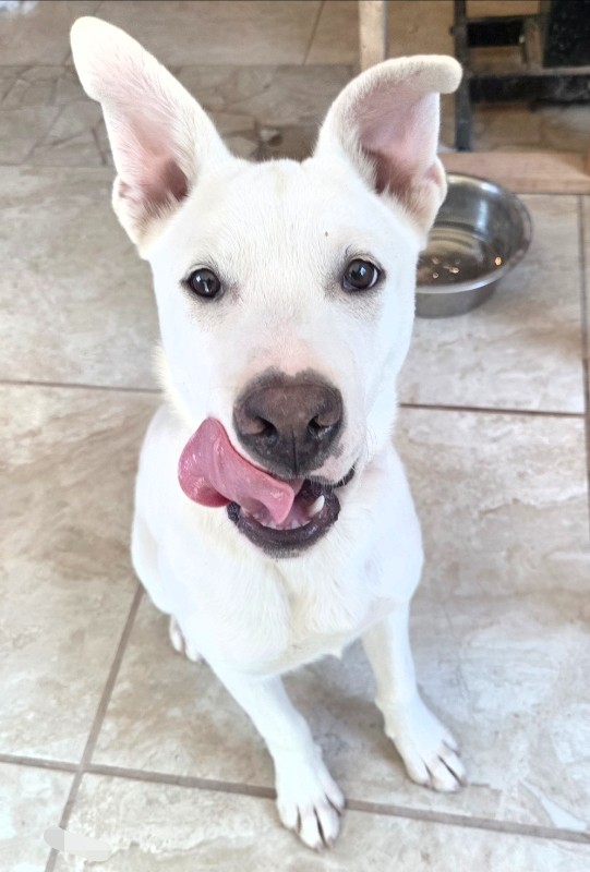 Boy Dragon – TX – Deaf Dogs Rock